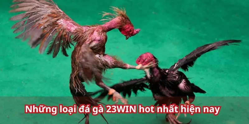 Một số loại hình đá gà 23WIN phổ biến